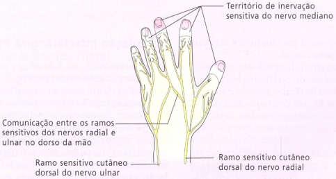 mediano /