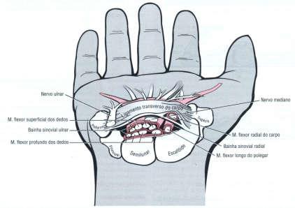 do carpo) túnel do carpo: