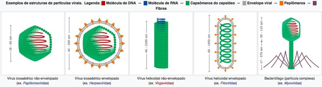 Figura1: Estrutura viral Alguns vírus possuem além do capsídeo, uma estrutura extra que é chamada de envelope, essa estrutura é composta por
