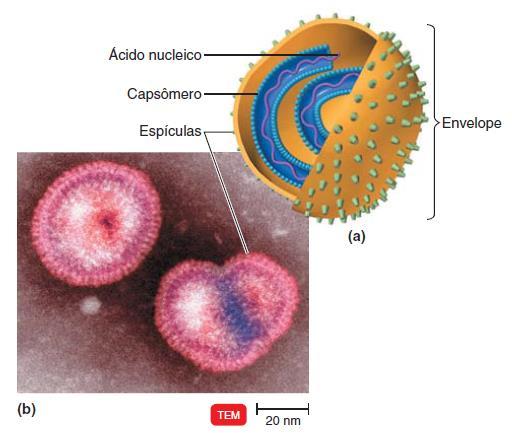 De acordo com o tipo de vírus, o envelope pode ou não apresentar espículas (ou peplômeros) as espículas auxiliam os vírus a se ligar à