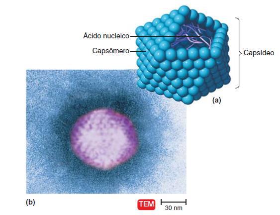 Nos vírus não envelopados, é o capsídeo proteico que protege o ácido nucleico viral e é essa estrutura que se liga à célula hospedeiro.