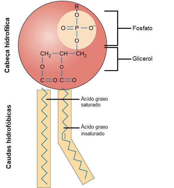 Cauda (apolar) ácidos graxos Cabeça