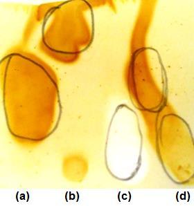 triglicerídeos em ésteres etílicos de ácidos graxos foi bastante eficaz, visto a presença de mancha única na placa de sílica, sem vestígios do material de partida.