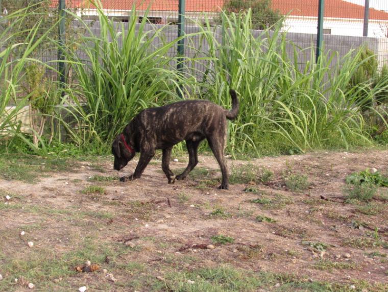 Cachorro nascido em 18 de Novembro de 2015 Está disponível para venda um cachorro, nascido em 18 de Novembro de 2015, filho de OTO DOS CAMPOS DO LIS (BONO) e de GHOTA DOS CAMPOS DO