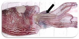 A b Figura 8 - Lula da espécie Loligo sp., (a) com destaque para o gládio inserido na parte interna do molusco e (b) gládio retirado da lula. 3.