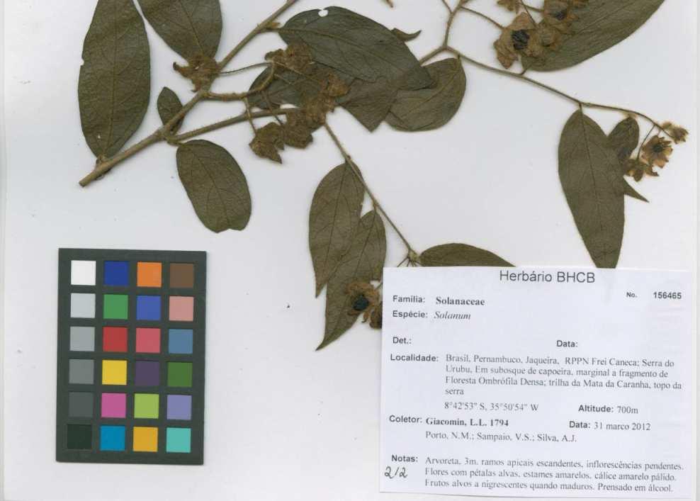Solanum (Solanaceae) from