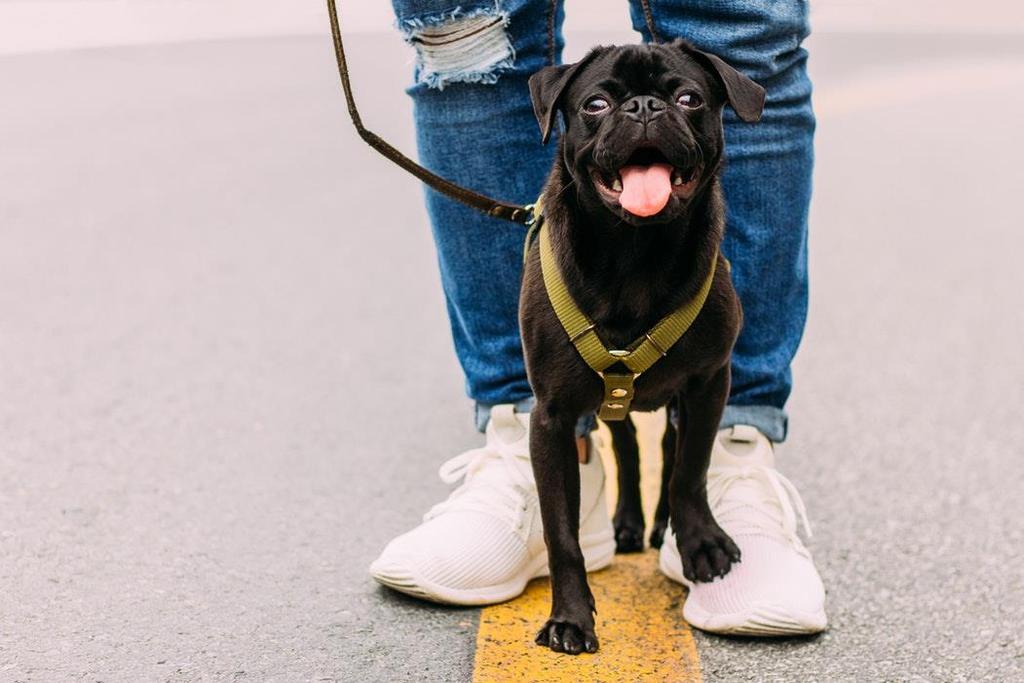 3 Passeie com o seu cachorro Parece algo simples, mas ao passear com seu cachorro você estará fazendo algo ótimo para você e para ele!