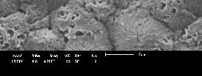 Resultados e Discussão Caracterização das membranas Microscopia Eletrônica de Varredura (MEV)
