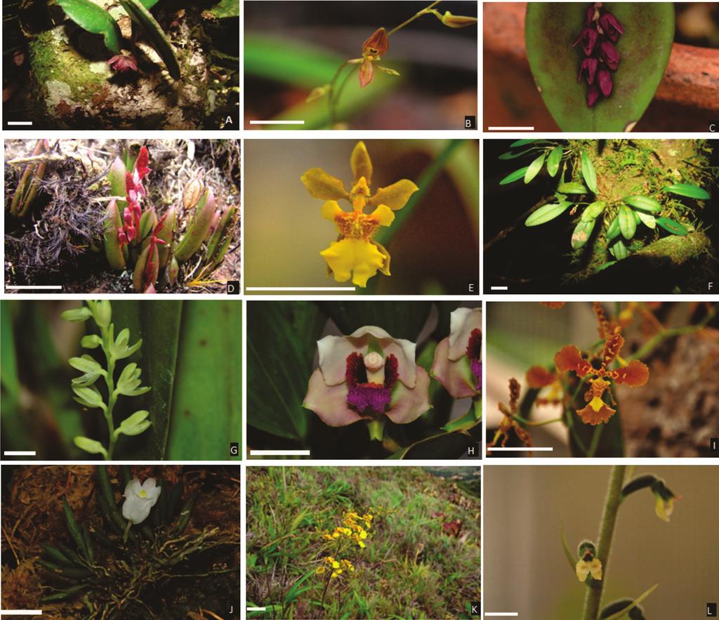 Survey of Orchidaceae species of Serra das Cabeças, in Parque Estadual da Serra do Brigadeiro, Araponga-MG, Brazil Figure 2.