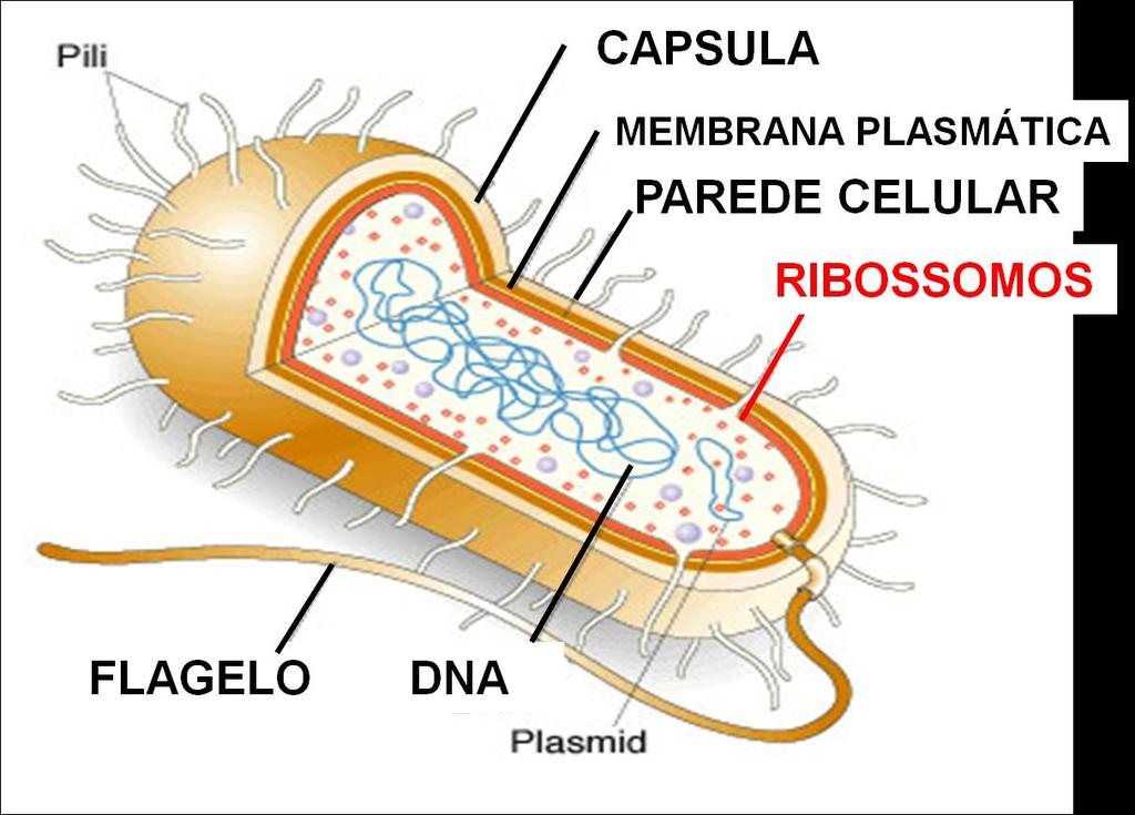 CÉLULA