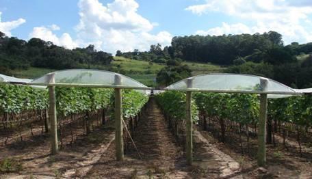 Cultivo Protegido Túnel Alto Túneis altos -