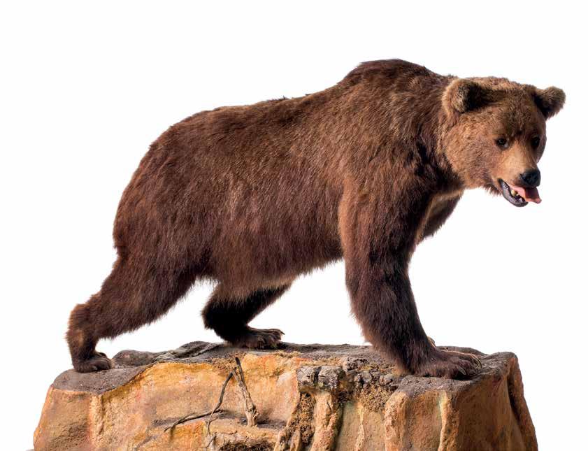 BASE: 100 452 - Urso pardo Exemplar embalsamado, base em madeira e gesso polícromo