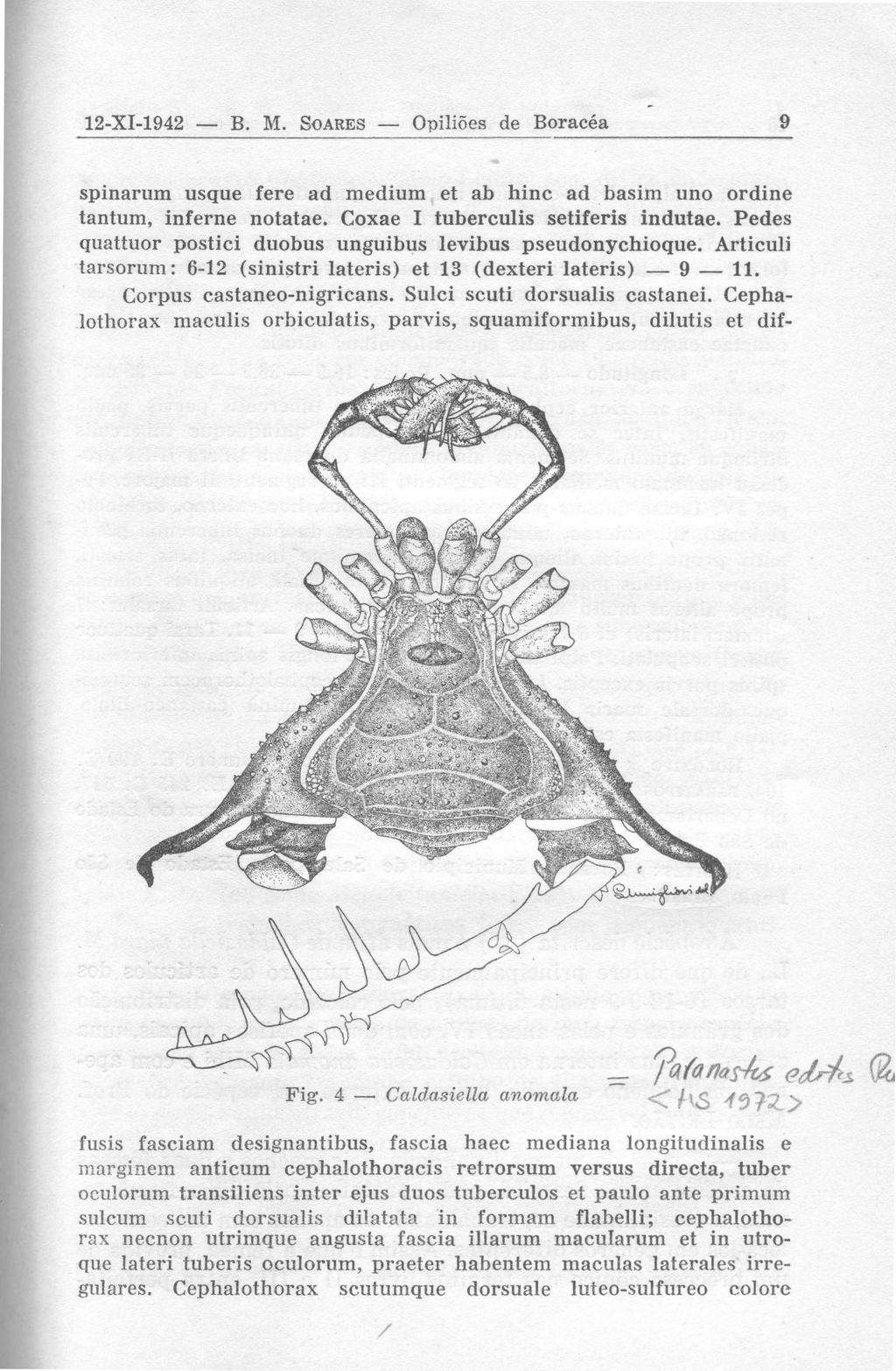 12-XI-1942 B. M. SOARES Oniliões de Boracéa 9 spinarum usque fere ad medium et ab hinc ad basim uno ordine tantum, inferne notatae. Coxae I tuberculis setiferis indutae. Pede s Fig.