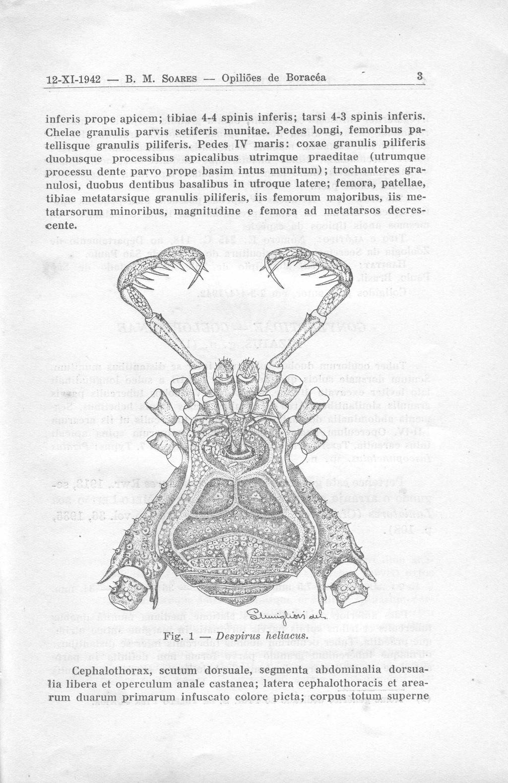 12-XI-1942 B. M. SOARES -- Opili6es de Boracé a inferis prope apicem ; tibiae 4-4 spinis inferis ; tarsi 4-3 spinis inferis. Chelae granulis parvis setiferis munitae.