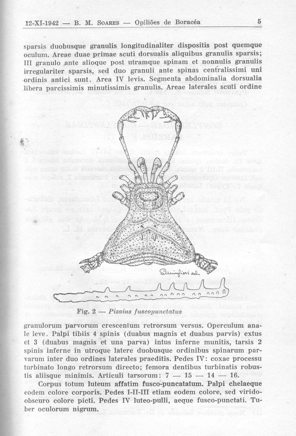 12-XI-1942 B. M. SOARES Opiliões de Boracéa sparsis duobusque granulis longitudinaliter dispositis post quemqu e oculum.