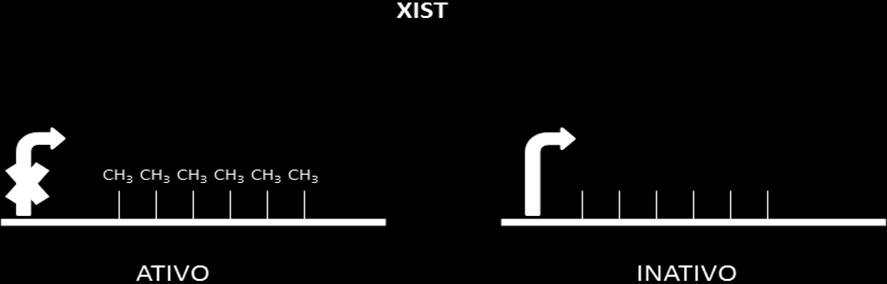 25 Sendo assim, esses dois loci (XIST e TSIX) precisam interagir de maneira correta para manter um padrão fisiológico.