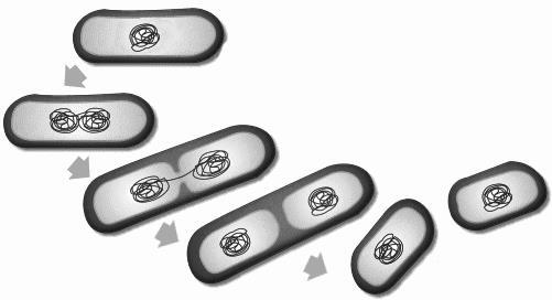 3.4. Qual dos seguintes acontecimentos não é característico da Prófase? a) A formação do fuso mitótico b) A condensação da cromatina c) A divisão do centrómero d) A desagregação da membrana nuclear 3.