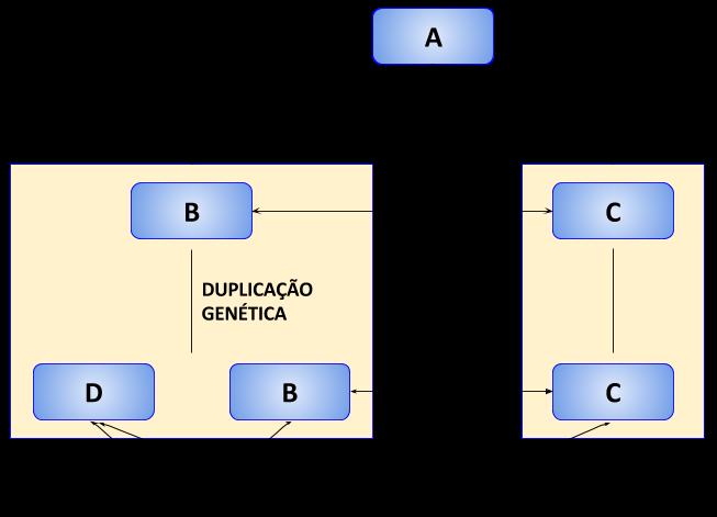 22 ancestral comum, podendo ou não ter a mesma função. Genes homólogos podem surgir de formas distintas: por evento de especiação ou por duplicação genética (FITCH, 1970).