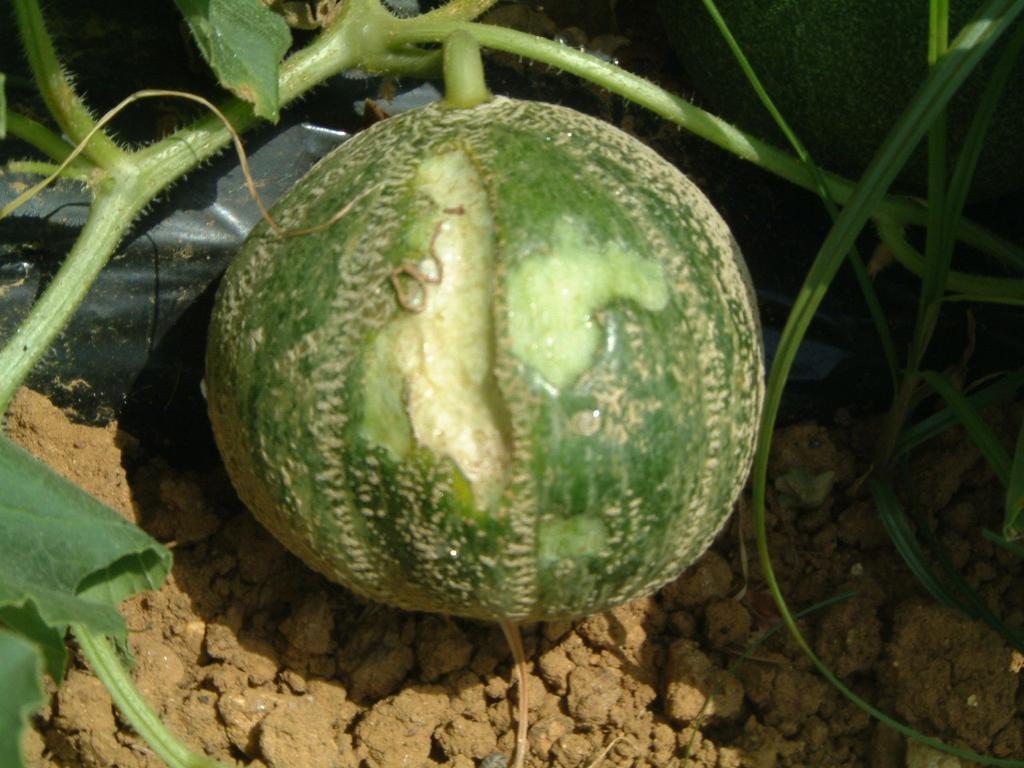 Fig. 20 Ataque de caracóis nos frutos do meloeiro (CEHFP, a 09-Jun-2004). Efeito das modalidades em estudo sobre a proporção de plantas infestadas A Fig.