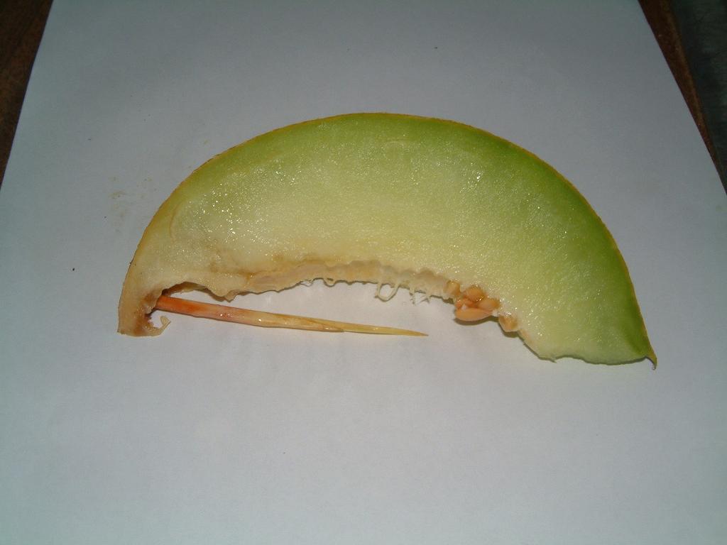 Fig. 32 - Ápice vegetativo da junça a trespassar o melão (CEHFP, a 2-Jul-2004). Em relação à produção comercializável (Fig.