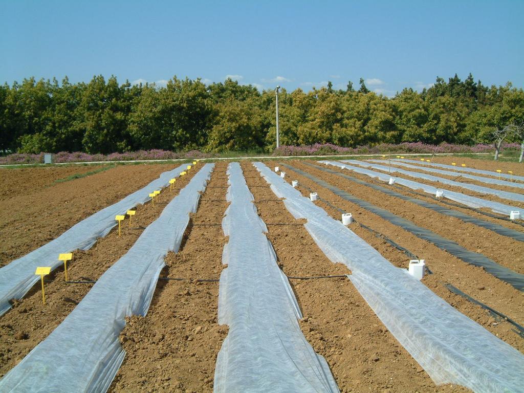 4), os bordos da manta térmica foram enterrados o suficiente, de modo a permitir o crescimento normal das plantas. Fig.