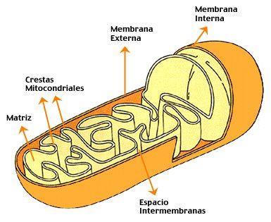 Mitocôndrias: Respiração celular,