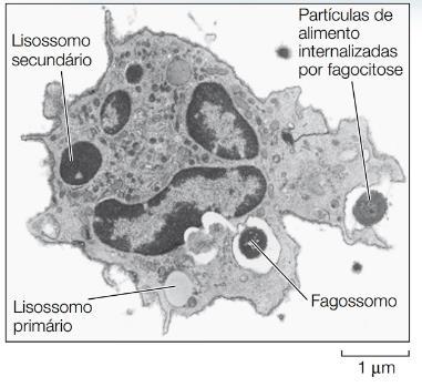 Lisossomos: Digestão intracelular e autofagia.