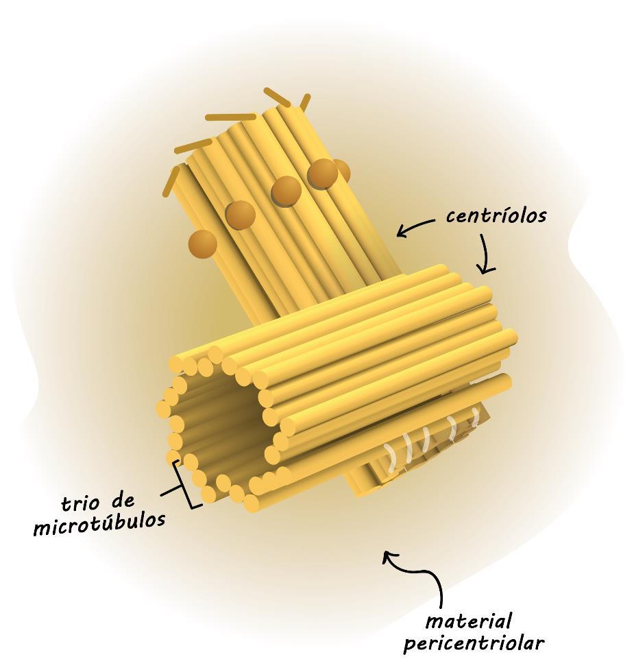 Centríolos: Auxiliam a divisão celular. - Formam os centrossomos.