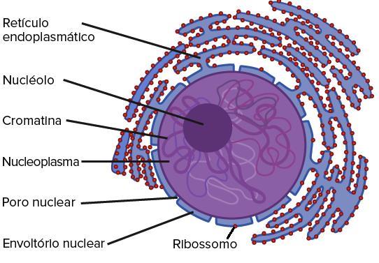 C) Núcleo: - Envolvido por uma carioteca; - Armazena o material genético (DNA e RNA); - Regula o ciclo celular e outras funções da célula;