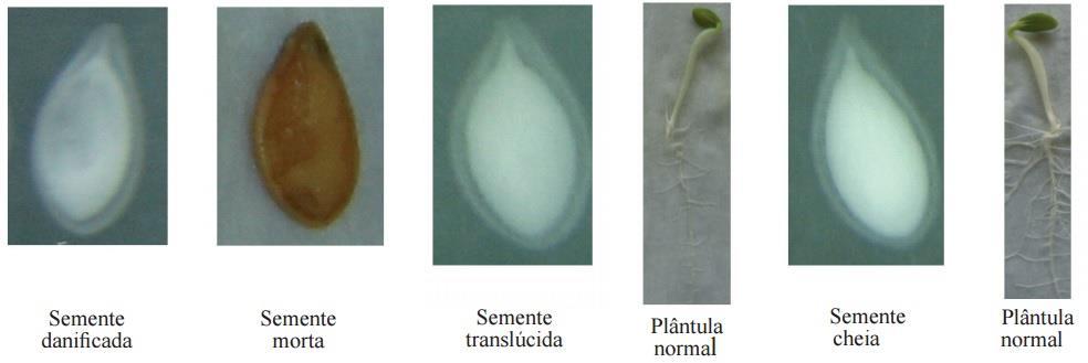 (2009) no qual associa as imagens de sementes de abóbora (Cucurbita moschata) de acordo com sua anatomia interna e correlaciona com as plântulas obtidas no teste de germinação. (Figura 6).