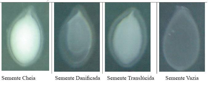 17 ocasionados pelo ataque de percevejo, como foi evidenciado por Pinto et al. (2009) trabalhando com sementes de soja.