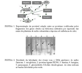 Embora as versões normais e QPM dos híbridos HS200 e BR3123 tenham apresentado resultados semelhantes em termos de produtividade de grãos, o que representa um aspecto positivo do programa de