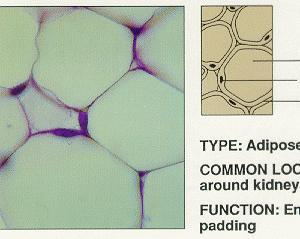 Tecido Conjuntivo Adiposo gordura núcleo membrana plasmática Localização: