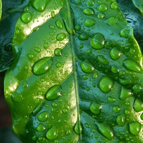 Condições favoráveis Umidade relativa alta Temperatura amena Ciclo A disseminação do fungo é feita pelo vento, água ou insetos, que após atingir a planta e Atingir a planta