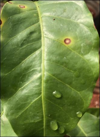 Sintomas Sintoma de Cercosporiose nos frutos Nos frutos,