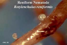 reniformes)  