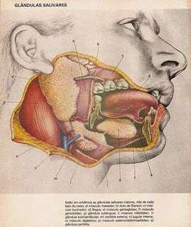 SISTEMA ESTOMATOGNATICO Mandíbula e Maxila ATM Dentes e periodonto