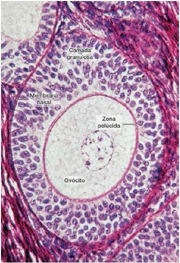 Folículos ovarianos - Folículo primário multilaminar ou pré-antral - Proliferação das células foliculares formando um