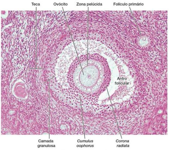Folículo secundário ou
