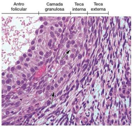 Teca interna e externa Folículos ovarianos - Recobre