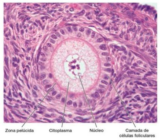 Folículos ovarianos Folículo na fase inicial - Aumentam de