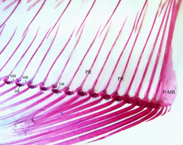 arco hióide, arcos branquiais, Aparelho de Weber, coluna vertebral, cintura peitoral, cintura pélvica, nadadeiras dorsal e