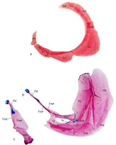 Estruturas ósseas de Moenkhausia lepidura: Nadadeira anal, nadadeira dorsal e supra neurais, nadadeiras pélvica e peitoral,