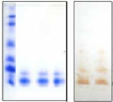 Figura 1. Sobreposição dos perfis cromatográficos para albuminas 2S (A) e ricina (B) de cada cultivar após gel-filtração em coluna Sephadex G-50.