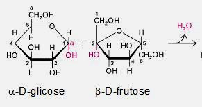 A sacarose é um dissacarídeo, ou seja, um carboidrato formado da união de dois monossacarídeos, no caso glicose e frutose, produzido pela planta ao realizar fotossíntese.