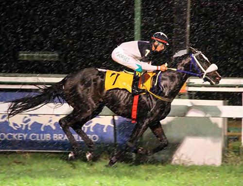 Morgado Neto 3-Barolo, m, 4, Northern Afleet e Offshore, por Vettori (Ire) P/C-Santa Rita da Serra T-V. Nahid Diferença: 1, 2, ¼.