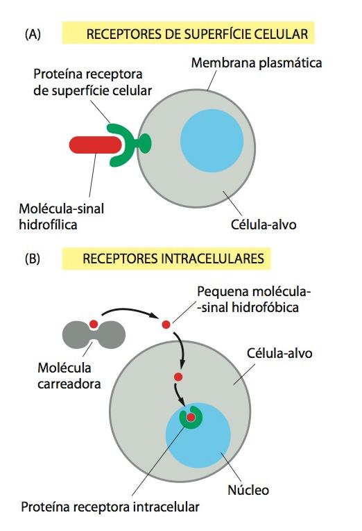 Moléculas-sinal se ligam à receptores