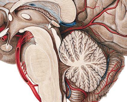 Cerebelo M.Sc. Aspectos Anatômicos O cerebelo apresenta uma porção ímpar e mediana, o vérmis, ligado a duas massa laterais, os hemisférios cerebelares.