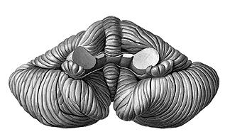 Flóculo Lóbulo central Tonsila Vista anterior Úvula O cerebelo no homem é dividido em três partes: Arquicerebelo Paleocerebelo Neocerebelo Existem muitas controvérsias sobre a exata delimitação da