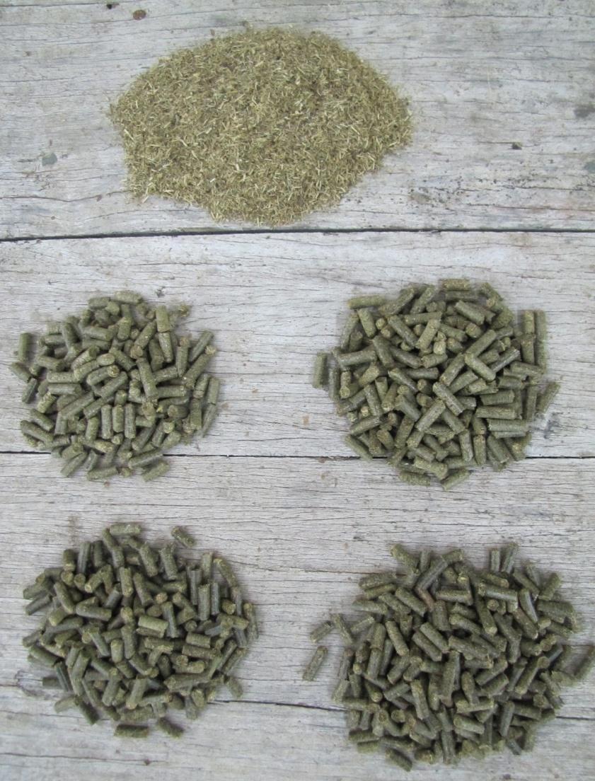 5.2 Aspectos visuais dos pellets produzidos Na Figura 2 podem ser visualizados os pellets produzidos a partir da biomassa de capim-elefante em função dos diferentes teores de umidade das partículas.